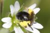 Andrena sp.